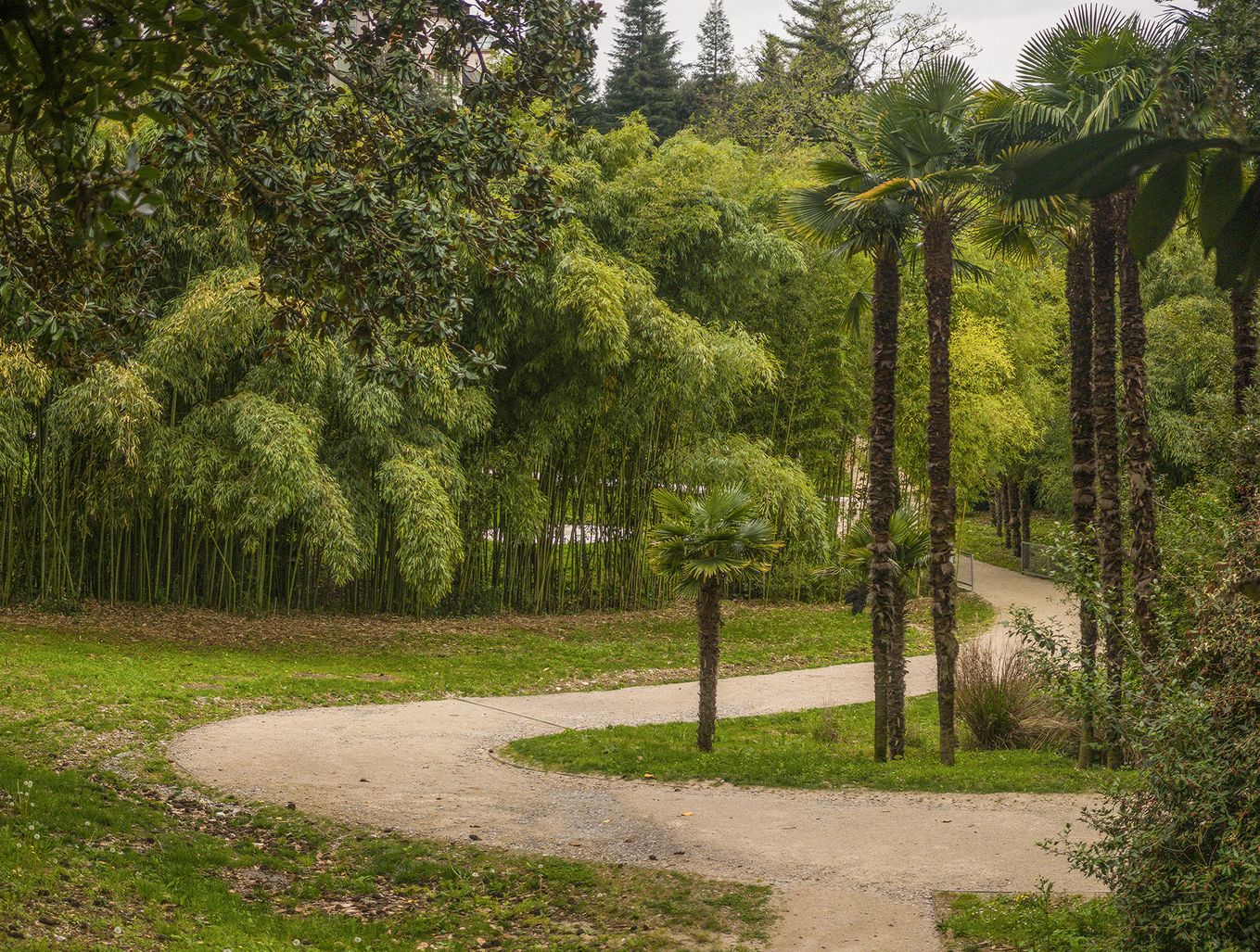 Rafutski park, pot med drevesi