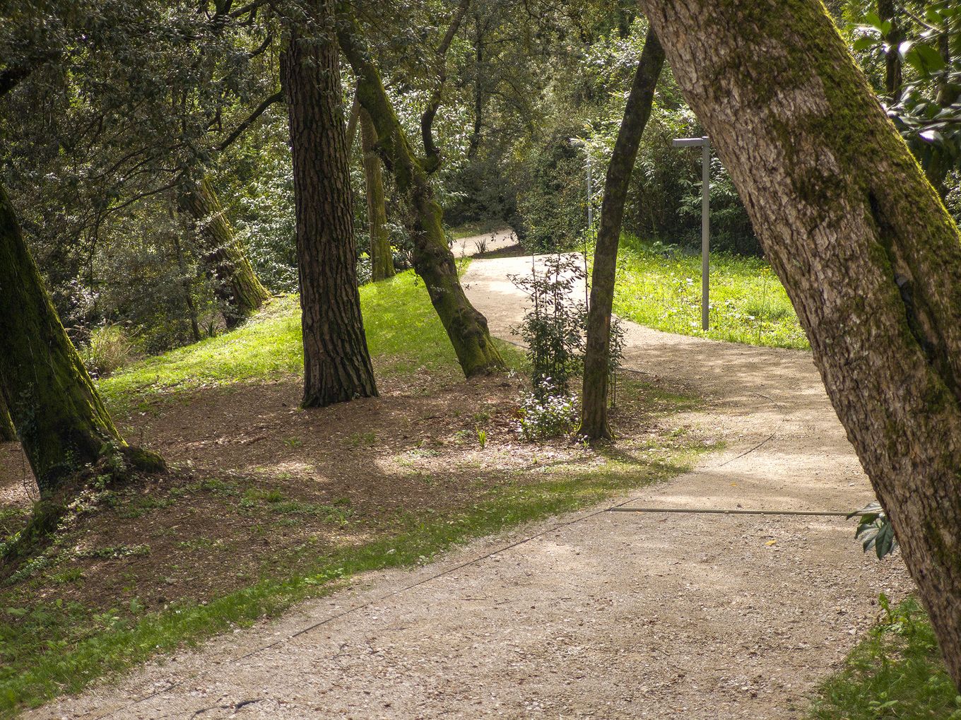 Rafutski park, pot med drevesi